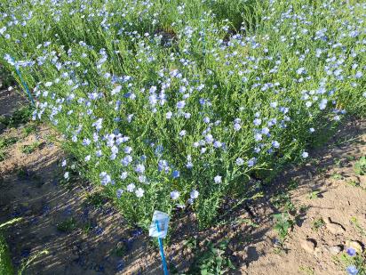 Click for 1 image(s) for this accession.